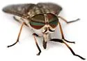 Tabanus erythraeus - photo 2