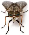 Tabanus erythraeus - photo 3