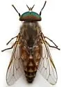 Tabanus erythraeus - photo 4