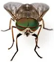 Tabanus erythraeus - photo 5