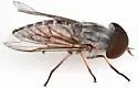 Tabanus eurycerus - photo 2