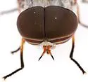 Tabanus eurycerus - photo 3