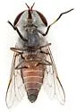 Tabanus eurycerus - photo 4