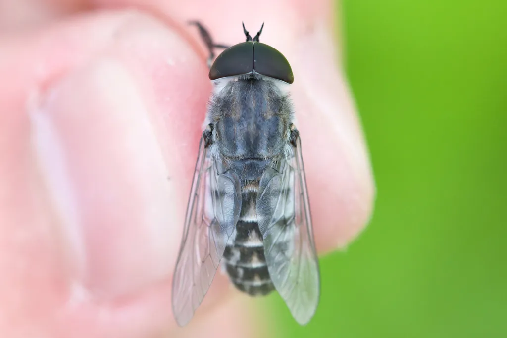 Tabanus fairchildi - photo 2