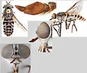 Tabanus fratellus