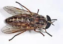 Tabanus fulvicallus - Tabanus fulvicallus