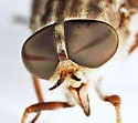 Tabanus fulvicallus - photo 2