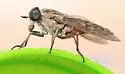 Tabanus fulvicallus - photo 3