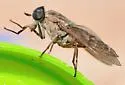 Tabanus fulvicallus - photo 4
