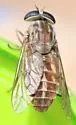 Tabanus fulvicallus - photo 5