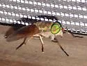 Tabanus fulvulus - Tabanus fulvulus