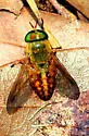 Tabanus fulvulus - photo 2
