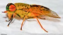 Tabanus fulvulus - photo 3
