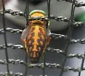 Tabanus fulvulus - photo 4