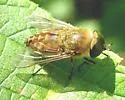 Tabanus fulvulus - photo 5
