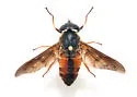 Tabanus fumipennis