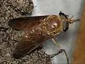 Tabanus fumipennis - photo 2