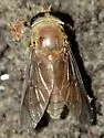 Tabanus fumipennis - photo 3