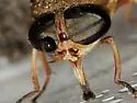 Tabanus fumipennis - photo 4