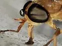 Tabanus fumipennis - photo 5