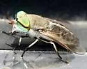 Tabanus fuscicostatus - Tabanus fuscicostatus