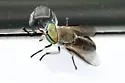 Tabanus fuscicostatus - photo 3