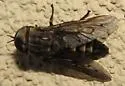 Tabanus fusconervosus