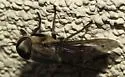 Tabanus fusconervosus - photo 2