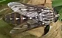 Tabanus fusconervosus - photo 5