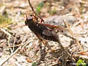 Tabanus fuscopunctatus - Tabanus fuscopunctatus