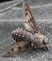 Tabanus fuscopunctatus - photo 2