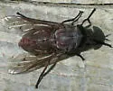 Tabanus gladiator - photo 2