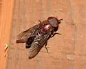 Tabanus gladiator - photo 3