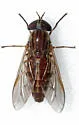 Tabanus gracilis - Tabanus gracilis