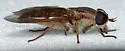Tabanus gracilis - photo 2