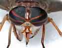 Tabanus gracilis - photo 4