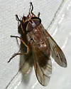 Tabanus gracilis - photo 5