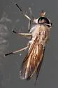 Tabanus hinellus