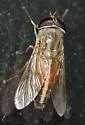 Tabanus hinellus - photo 2