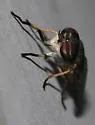 Tabanus hinellus - photo 3