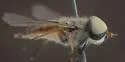 Tabanus hinellus - photo 4