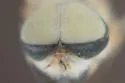 Tabanus hinellus - photo 5