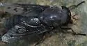Tabanus imitans - Tabanus imitans