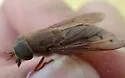 Tabanus johnsoni