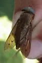 Tabanus johnsoni - photo 2