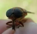 Tabanus johnsoni - photo 3