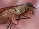 Tabanus johnsoni - photo 4