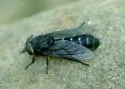 Tabanus kesseli