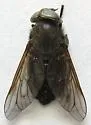 Tabanus kesseli - photo 2