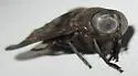 Tabanus kesseli - photo 3